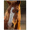 Murale en céramique satinée Horse Photo 4,25 po x 4,25 po