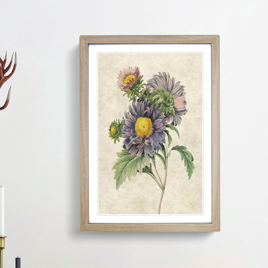 China Aster Flowers by Pierre-Joseph Redoute - Framed Print