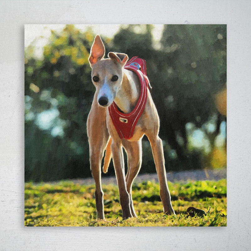 Lévrier italien brun avec collier martingale rouge - 1 pièce, impression sur toile tendue, H 32 po x l 32 po