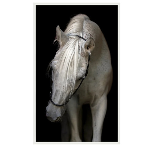 Framed portrait of a gray horse with bridle.