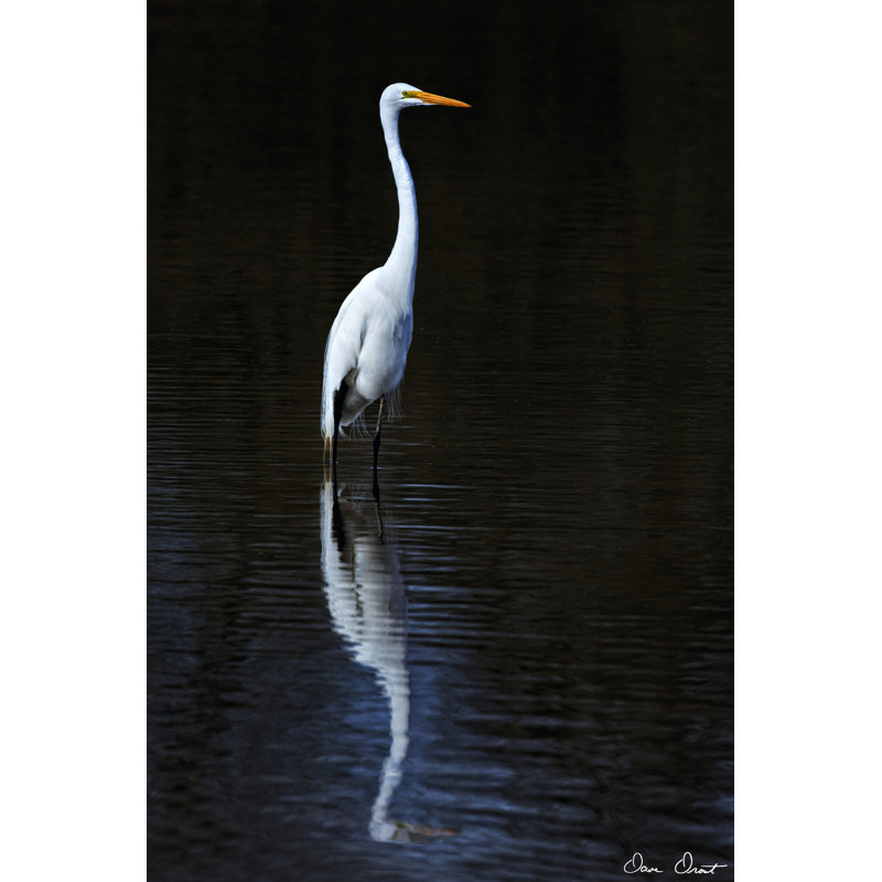 Elegant Egret II by David Drost - Wrapped Canvas Painting, 76cm H x 51cm W x 3.8cm D