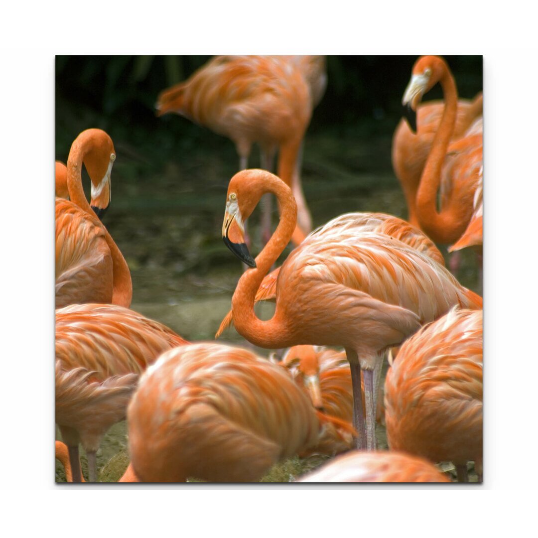 Leinwandbild Flamingofamilie