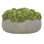 Sedum disposée en pot de fibres