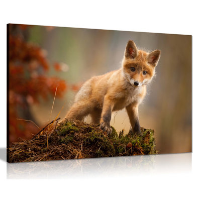 Curious Red Baby Fox - Wrapped Canvas Print
