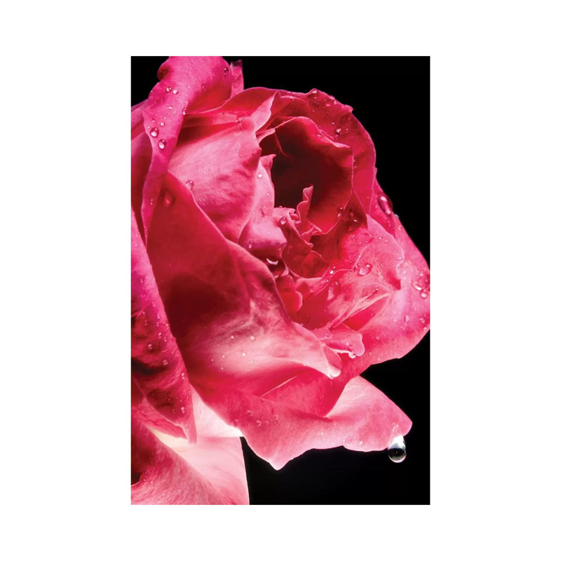 Red Rose Flower by Glauco Meneghelli - Wrapped Canvas Print, 45.72cm H x 30.48cm W x 1.9cm D