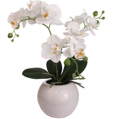 Arrangement floral orchidée en pot