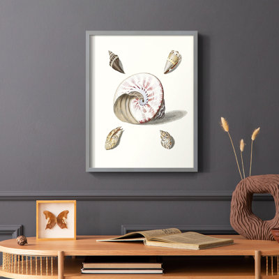 Pastel Knorr Shells II Framed Print - Solid Wood