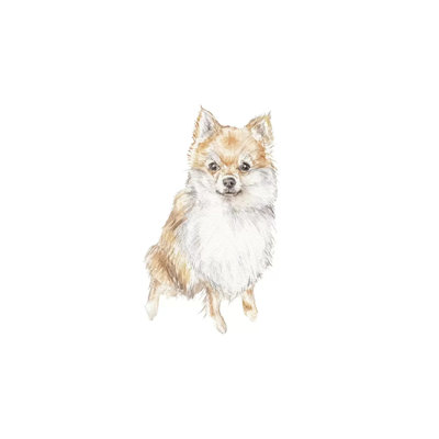 Pomeranian 1 Piece Wrapped Canvas Wall Art