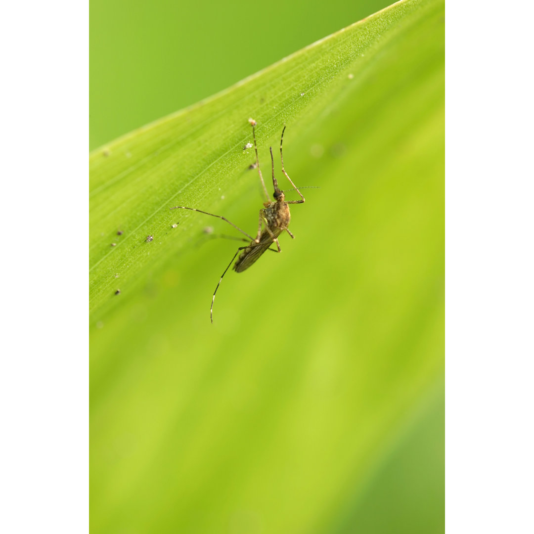 mosquito - Kunstdrucke auf Leinwand - Wrapped Canvas