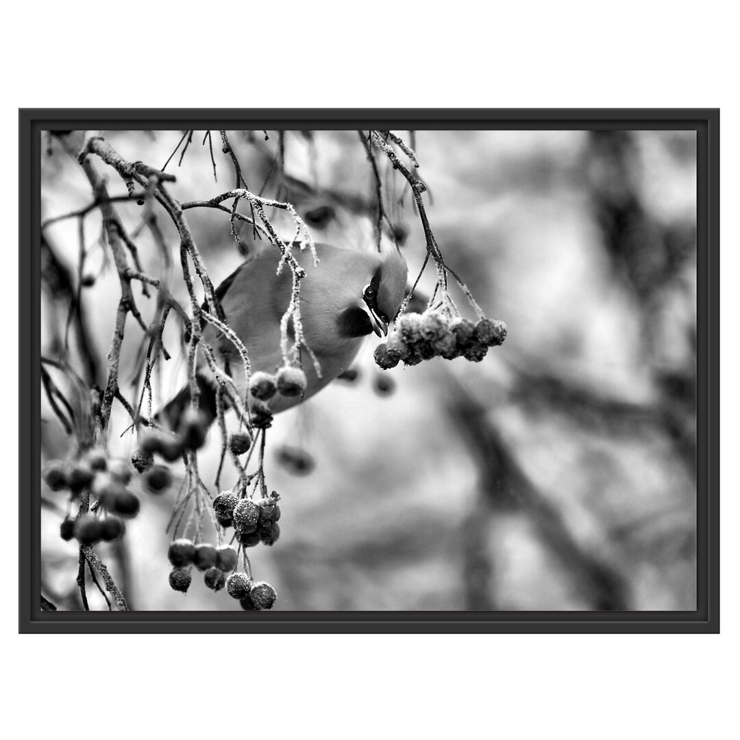 Gerahmtes Wandbild Kleiner VogelVogelbeerbaum