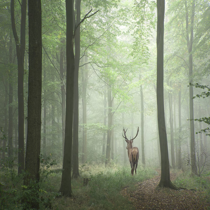Forest Majesty With A Visitor, 105.96" L x 138" W