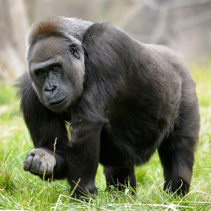 Gorilla On Grass - Wrapped Canvas Print, 76cm H x 76cm W x 3.8cm D