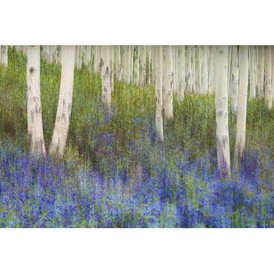 Aspen Forest Floor