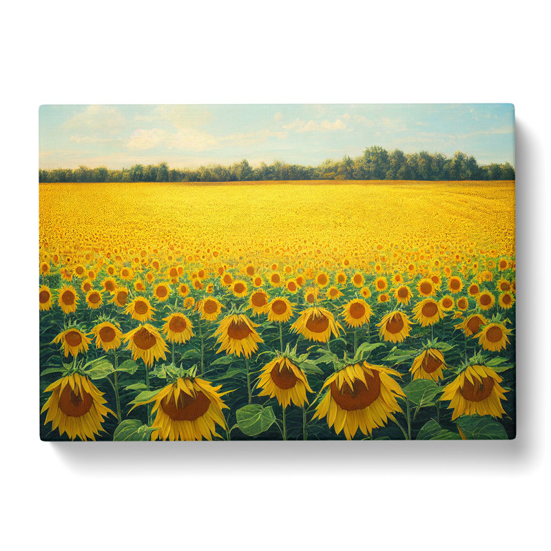 Traditional Sunflower Field - Wrapped Canvas, 35cm H x 50cm W x 3cm D