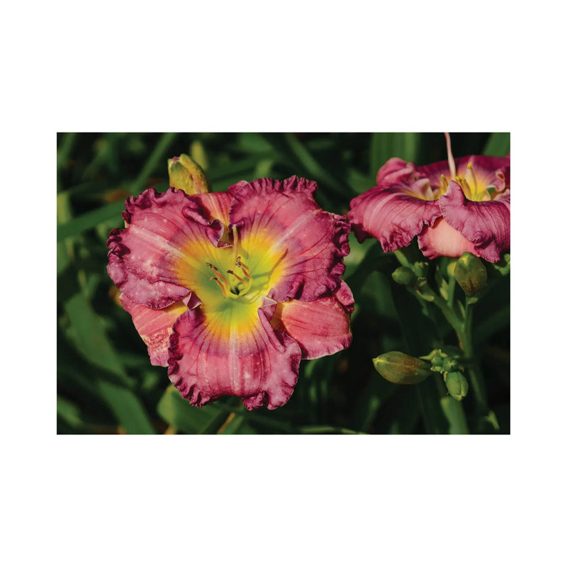 Daylily Garden IX 1 Piece Wall Art on Canvas, 20.32cm H x 30.48cm W x 1.91cm D, Wrapped Canvas