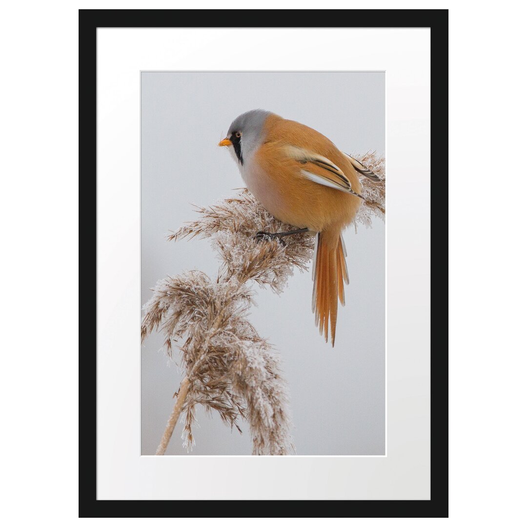 Gerahmtes Poster Vogel auf Weizen im Winter