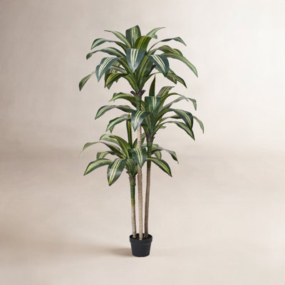 Adcock 72" Dracaena Tree in Pot