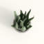 Keomi 47cm Succulent in Ceramic Pot