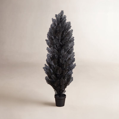 72" Cedar Tree in Nursery Pot