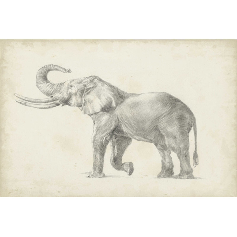 Éléphant croquis I, H 32 po x l 48 po