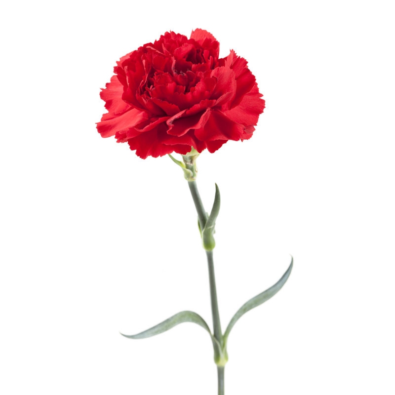 Isolated Red Carnation by Powerofforever - No Frame Print on Canvas, 91cm H x 61cm W