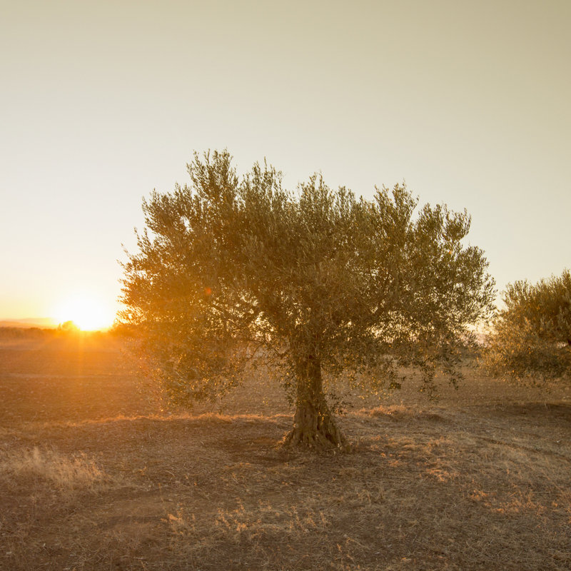 Olive Tree by Xavierarnau - Wrapped Canvas Print, 30cm H x 30cm W x 3.8cm D