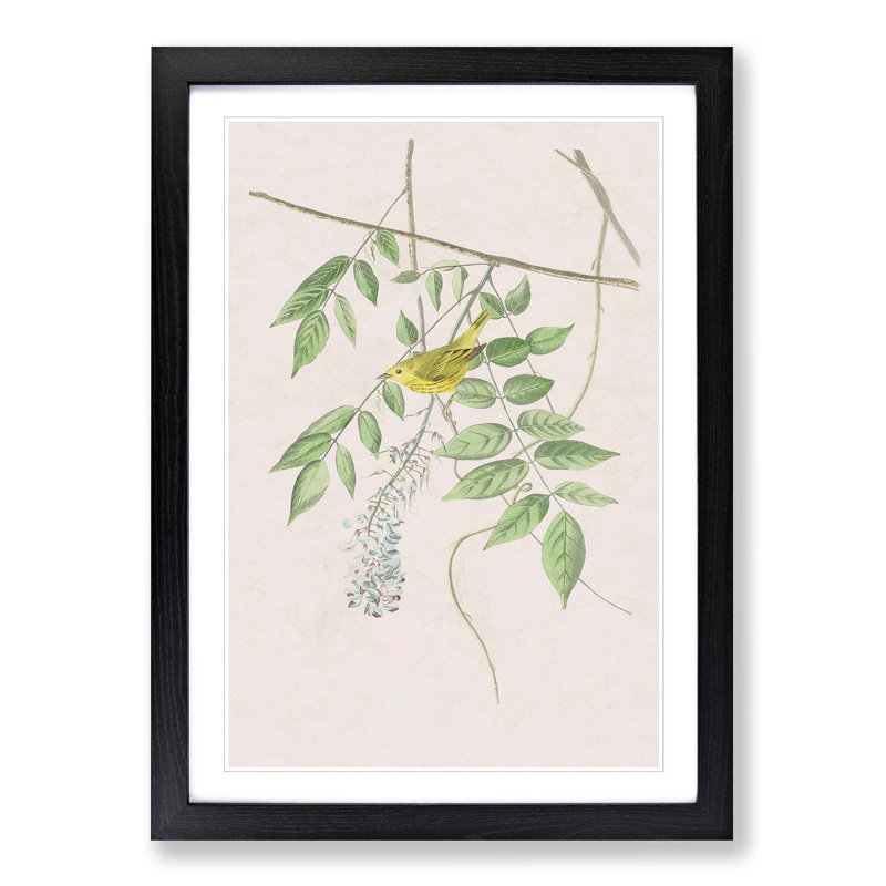 Blue Eyed Yellow Warbler by John Audubon - Picture Frame Painting Print, 65cm H x 48cm W x 2cm D, Black Framed