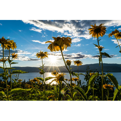 Boatright Yellow Lake Flowers, Kelowna by Alexander Chlum - Wrapped Canvas Print