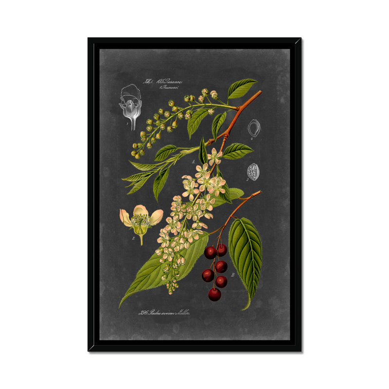 Midnight Botanical II by Vision Studio - Print, 50cm H x 34cm W, Black Framed Paper Print