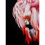 Flamant rose vif | Acrylique sur toile | Par Deekhaâ Chauhan