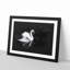 Swan - Picture Frame Graphic Art Print-56864576-56864577