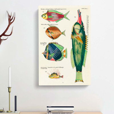 East Indies Fish Illustrations XXII by Louis Renard - Wrapped Canvas Painting Print
