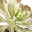 Succulent Arrangement