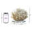 Ribbon Coral-17748650