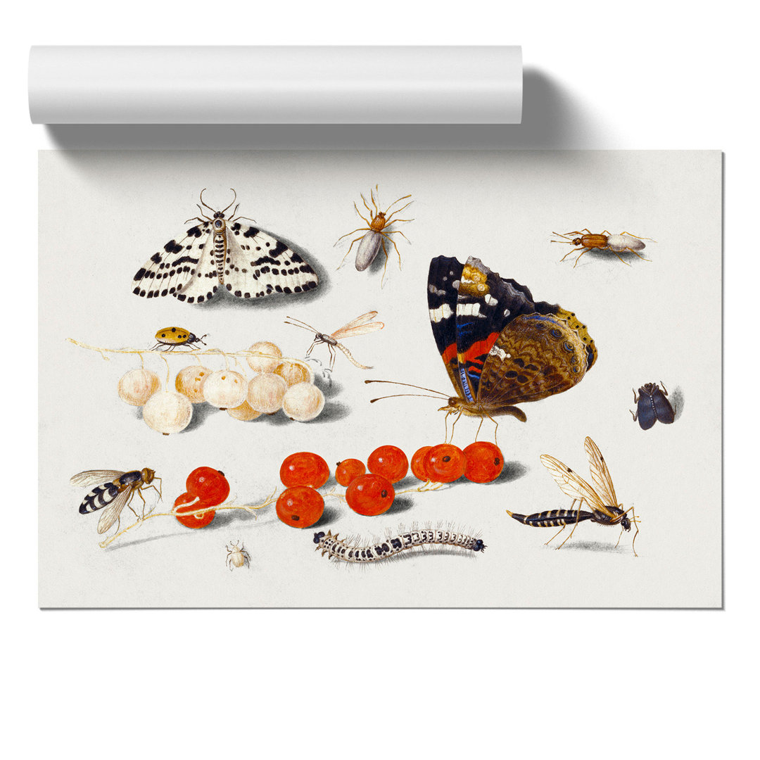 Butterfly Caterpillar and Moth by Jan van Kessel - Frameless Print