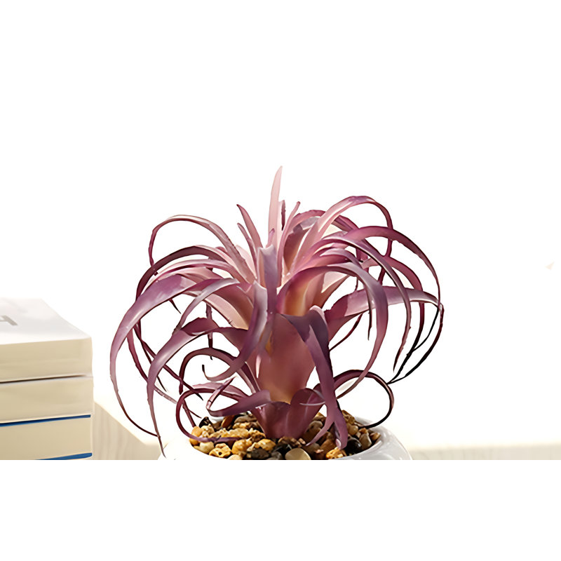 Plante de 5,91 po (Tillandsia)