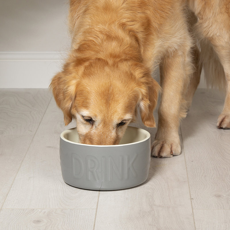 Pet Bowl