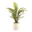 Fern Plant In Ceramic Vase