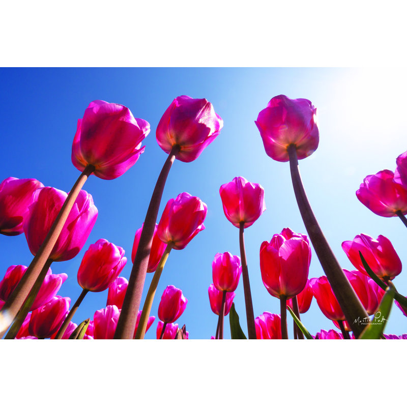 «Look up in Pink» par Martin Podt - reproduction imprimée, H 8 po x l 12 po, Toile tendue