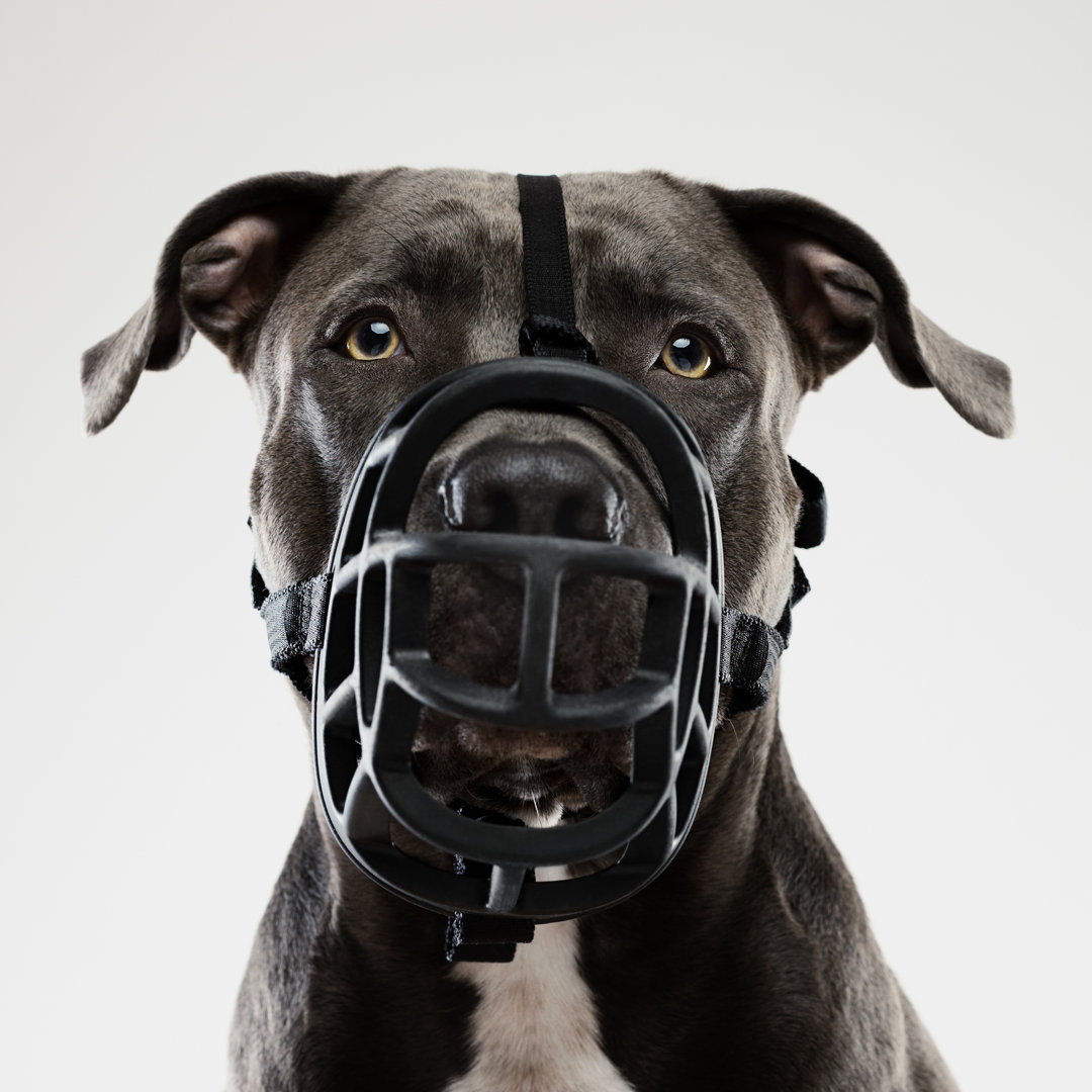 Pit Bull Dog Posing With Muzzle von SensorSpot - Kunstdrucke auf Leinwand ohne Rahmen