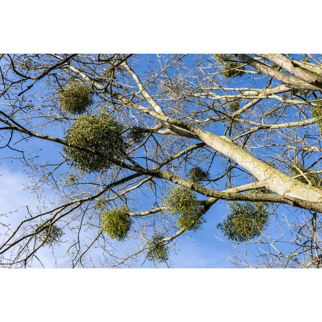 Mistelzweig auf einem Baum von Thomas Faull - Drucken