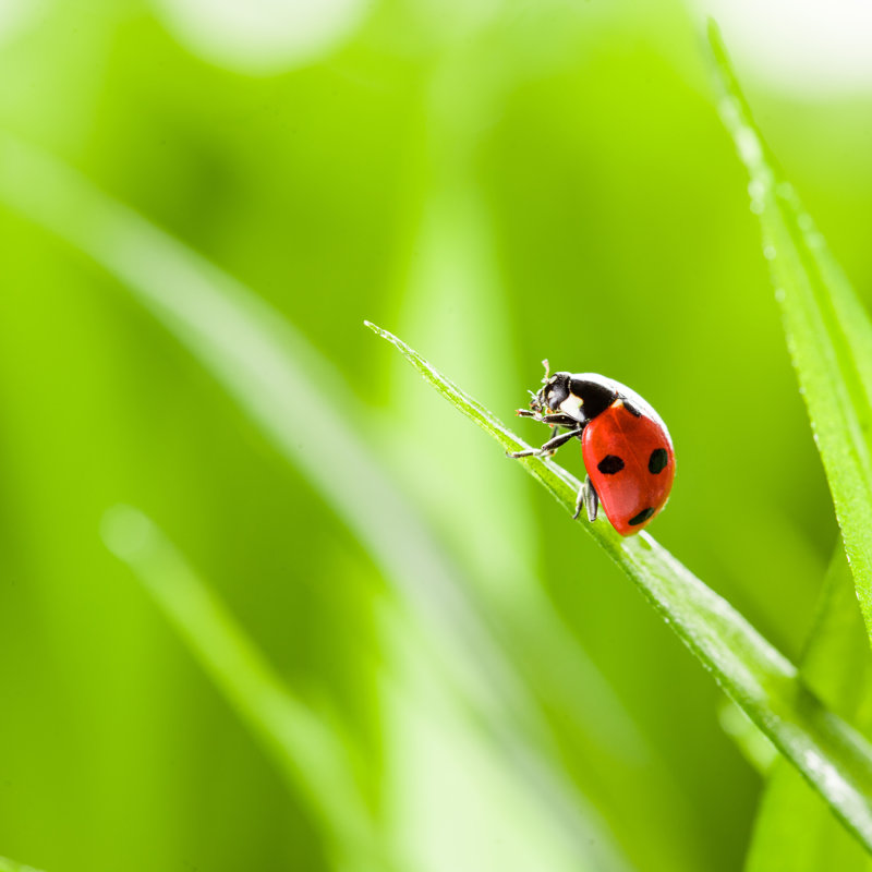 Elizebeth Red Ladybug - Wrapped Canvas Print, 30cm H x 30cm W x 3.8cm D