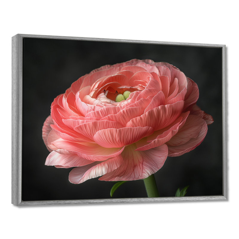 Décoration murale monochrome Ranunculus Frozen Beauty II - Renoncule, Encadrement argenté, H 12 po x l 20 po