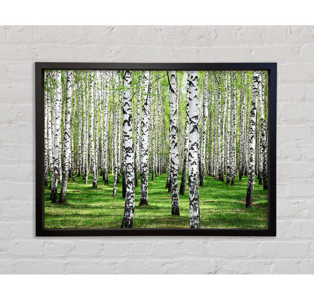 Silver Birch Beauty - Einzelner Bilderrahmen Kunstdrucke auf Leinwand