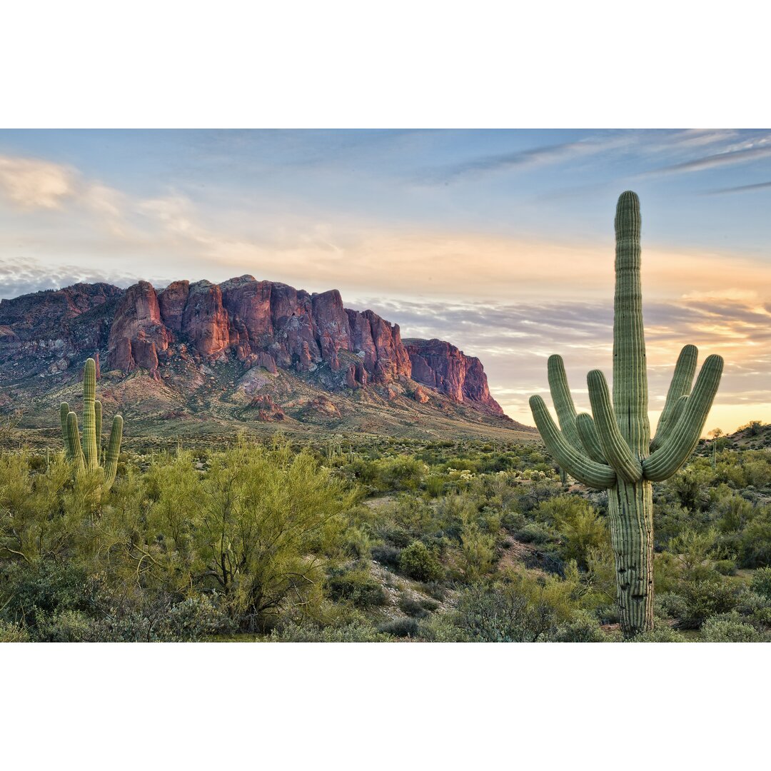 Leinwandbild Cacti View II von David Drost