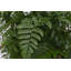 Live Rabbit's Foot Fern Plant