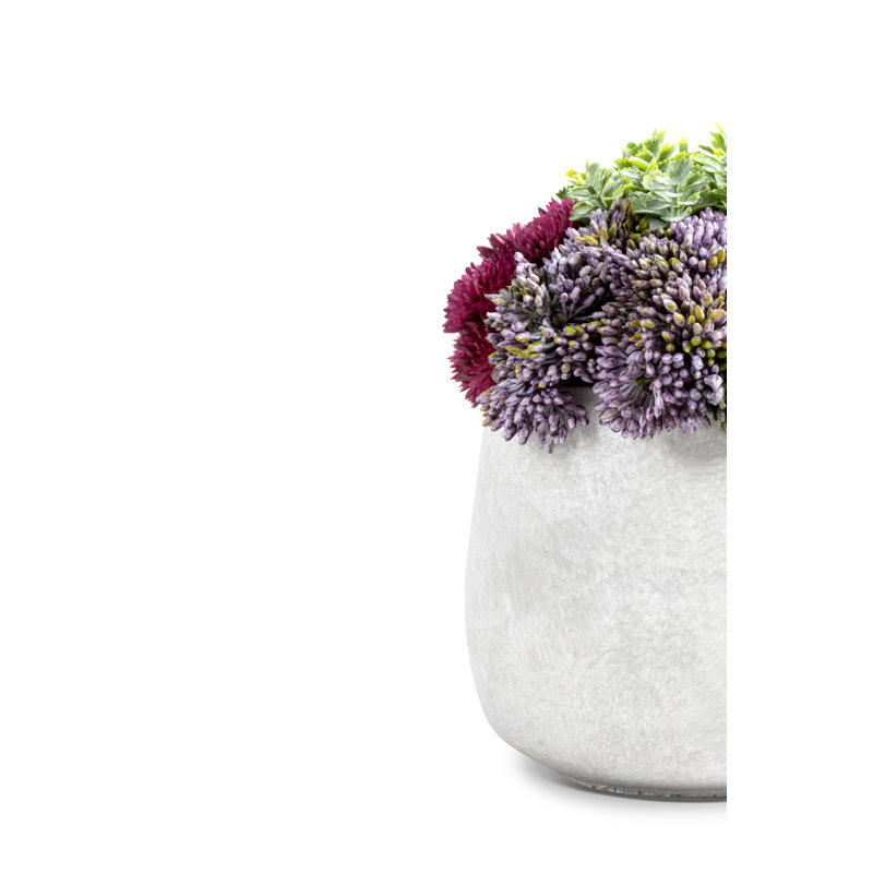 Loreta Sedum Arrangement