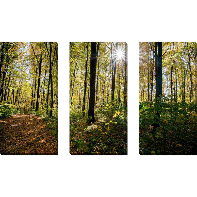 Forest Trees - Ensemble de 3 reproductions de photos sur toiles tendues
