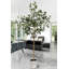 Eucalyptus Tree