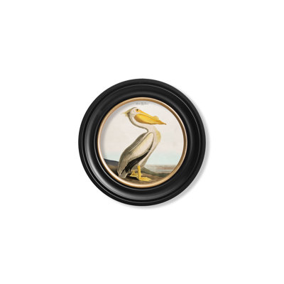 Pelican Light Background In Round Frame by Audubon - Single Picture Frame Print on Archival Matt 230gsm Paper